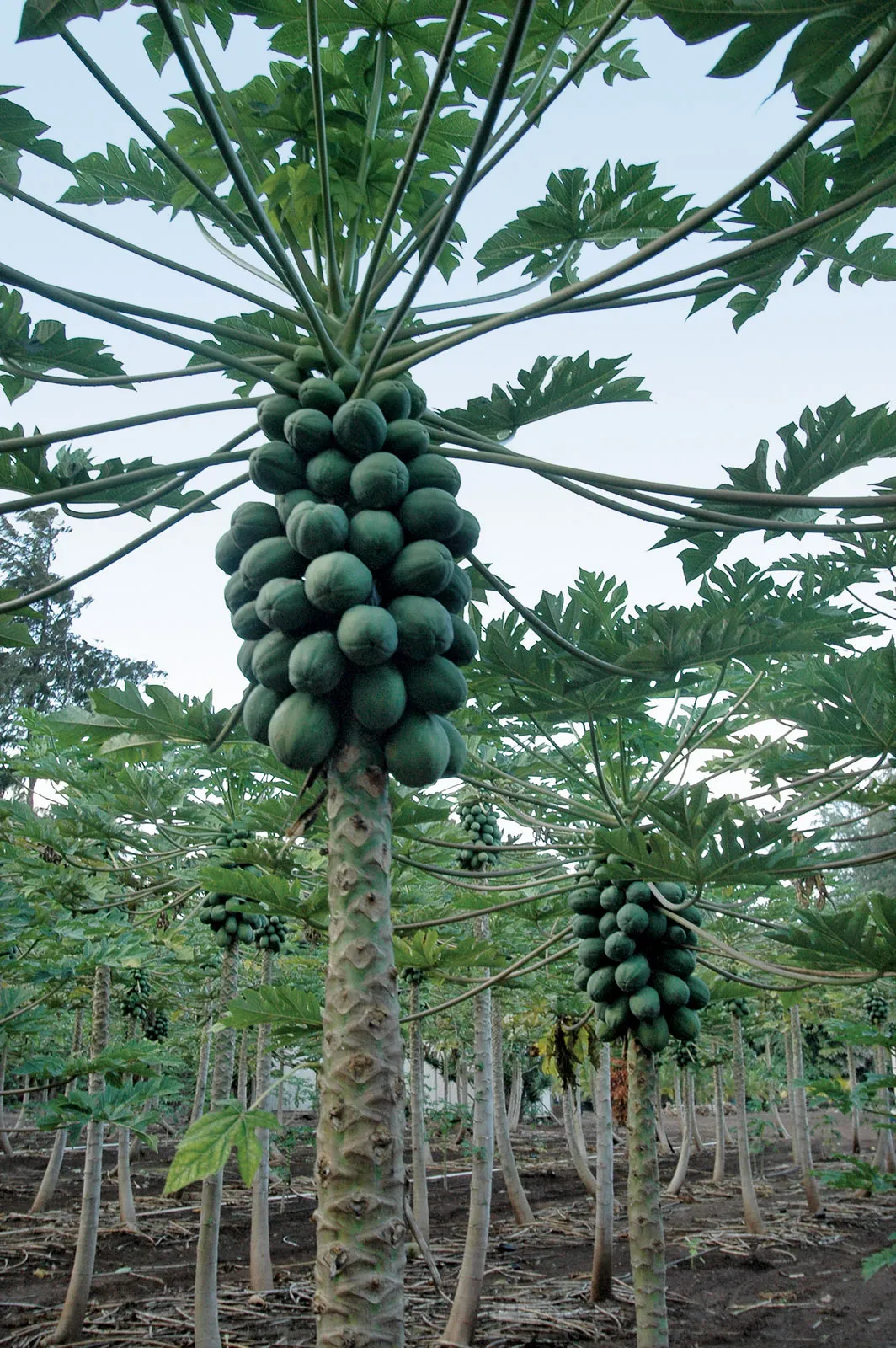 Papaya 