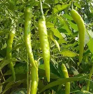 Sili sigang