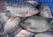 Tilapia