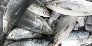 Bangus