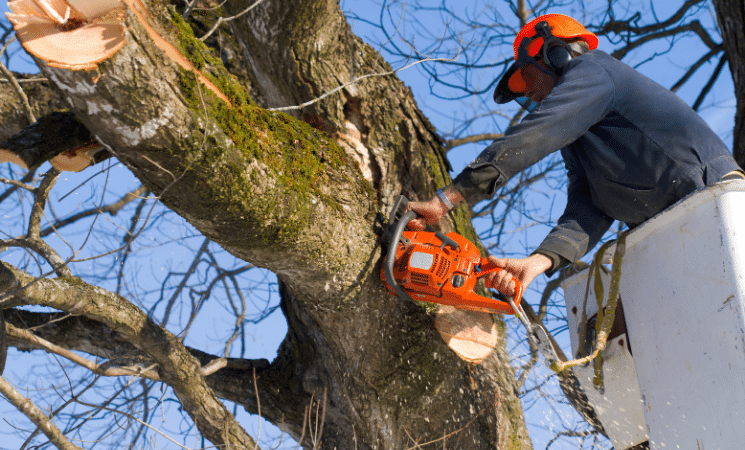 tree trimming/tree cutting